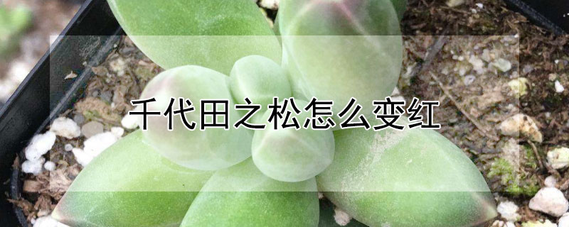 千代田之鬆怎麼變紅