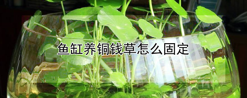 魚缸養銅錢草怎麼固定