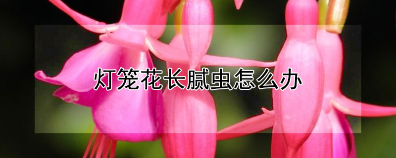 燈籠花長膩蟲怎麼辦