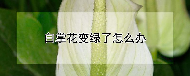 白掌花變綠了怎麼辦