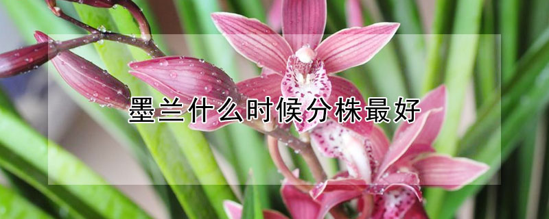 墨蘭什麼時候分株最好