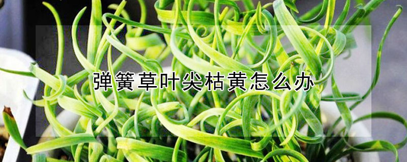彈簧草葉尖枯黃怎麼辦