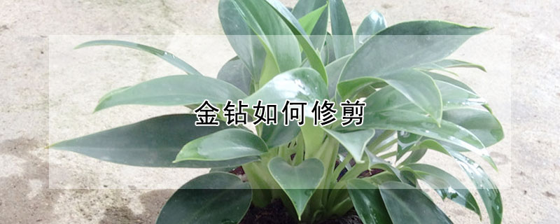 金鑽如何修剪