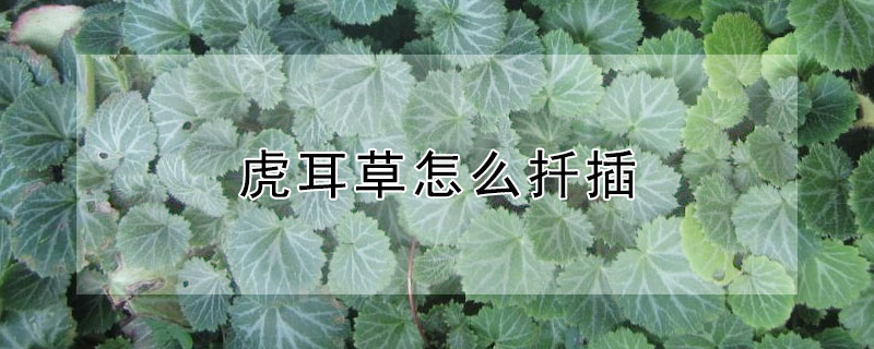 虎耳草怎麼扡插