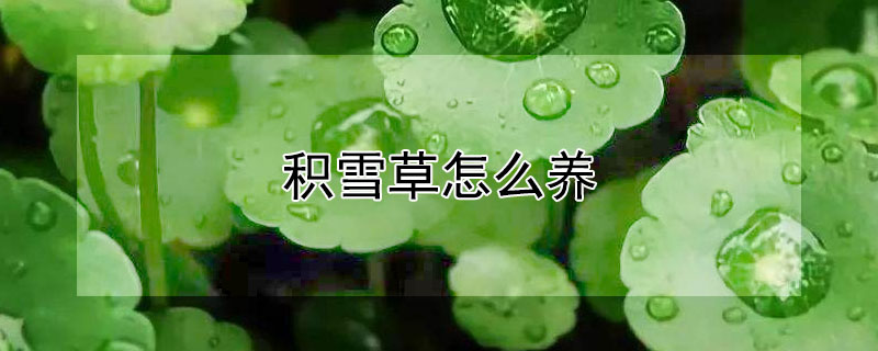 積雪草怎麼養
