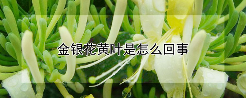金銀花黃葉是怎麼回事