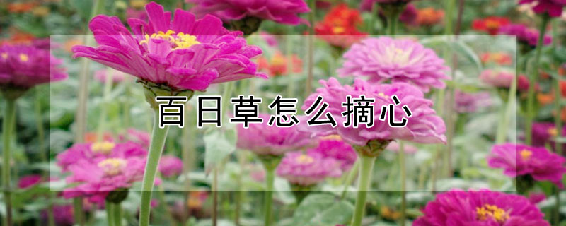 百日草怎麼摘心