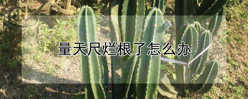量天尺爛根了怎麼辦