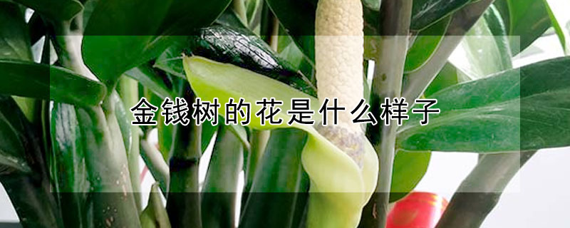 金錢樹的花是什麼樣子