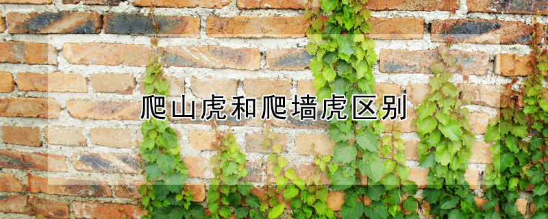 爬山虎和爬牆虎區別