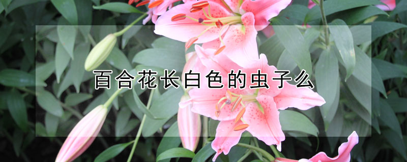 百合花長白色的蟲子麼