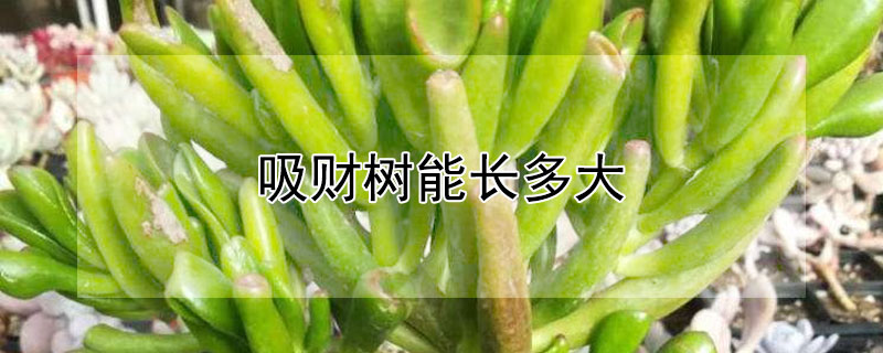 吸財樹能長多大