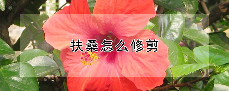 扶桑怎麼修剪