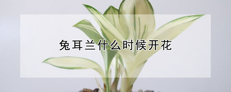 兔耳蘭什麼時候開花
