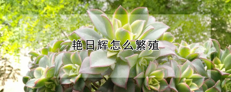 豔日輝怎麼繁殖