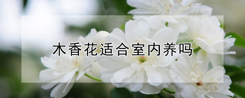 木香花適合室內養嗎