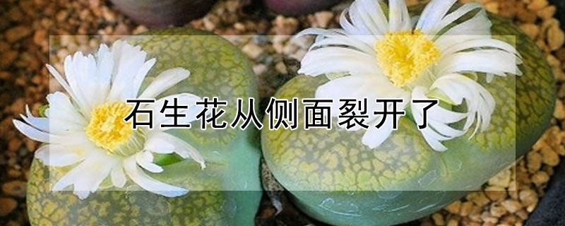 石生花從側麵裂開了