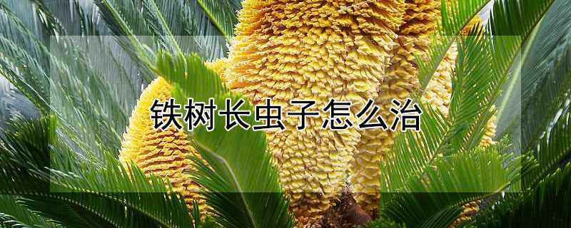 鐵樹長蟲子怎麼治