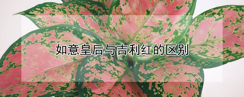 如意皇後與吉利紅的區別