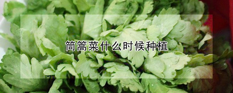筒篙菜什麼時候種植