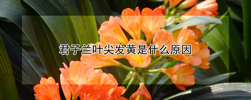 君子蘭葉尖發黃是什麼原因