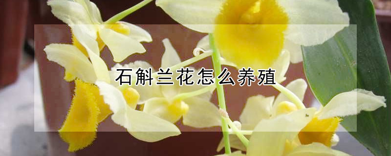 石斛蘭花怎麼養殖
