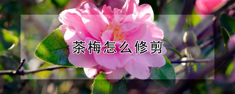 茶梅怎麼修剪