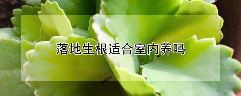 落地生根適合室內養嗎