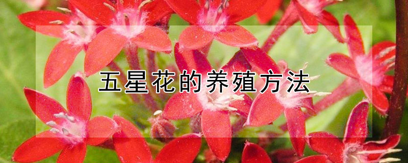 五星花的養殖方法