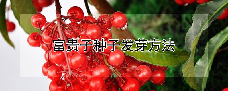 富貴子種子發芽方法