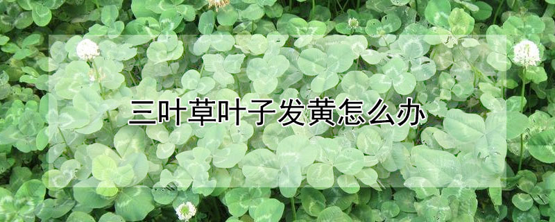 三葉草葉子發黃怎麼辦