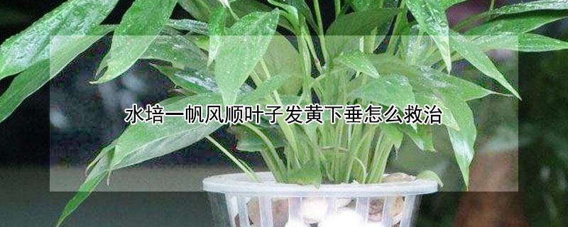 水培一帆風順葉子發黃下垂怎麼救治