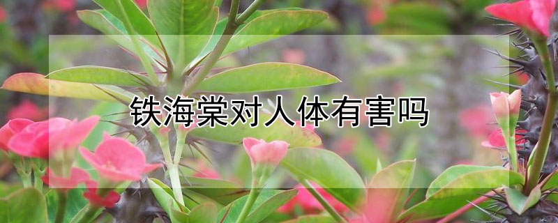 鐵海棠對人體有害嗎