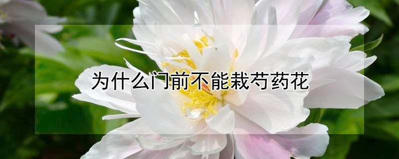 為什麼門前不能栽芍藥花