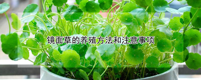 鏡麵草的養殖方法和注意事項