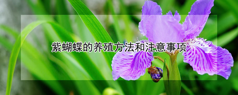 紫蝴蝶的養殖方法和注意事項