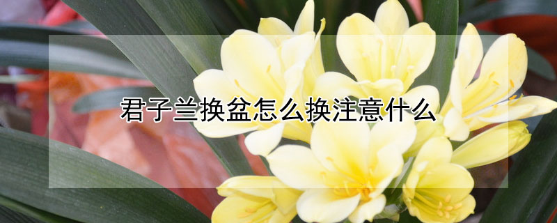 君子蘭換盆怎麼換注意什麼