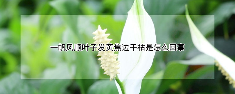 一帆風順葉子發黃焦邊幹枯是怎麼回事