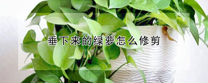 垂下來的綠蘿怎麼修剪