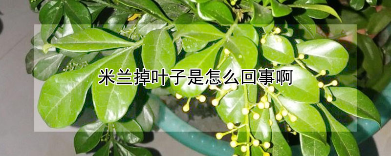 米蘭掉葉子是怎麼回事啊
