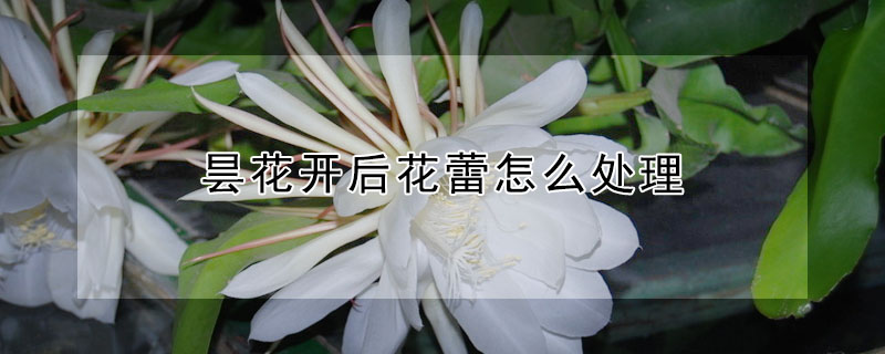 曇花開後花蕾怎麼處理
