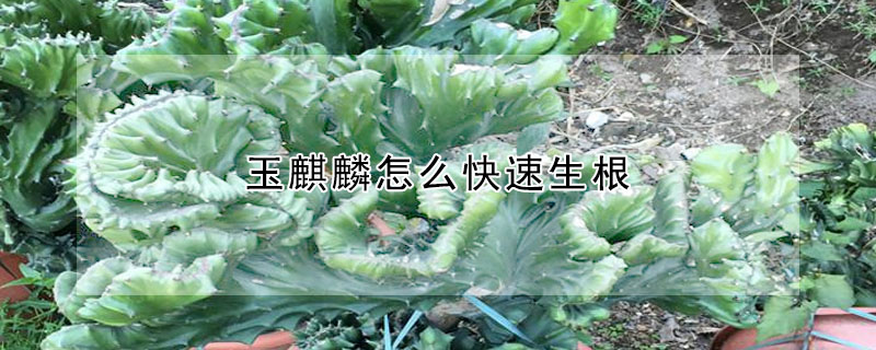 玉麒麟怎麼快速生根