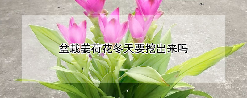 盆栽薑荷花冬天要挖出來嗎