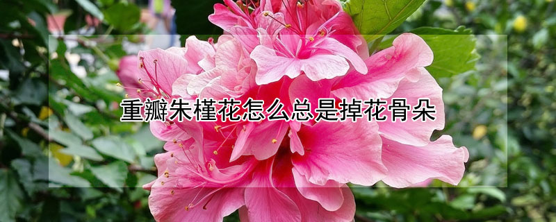 重瓣朱槿花怎麼總是掉花骨朵