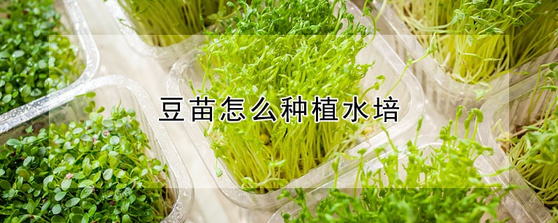 豆苗怎麼種植水培