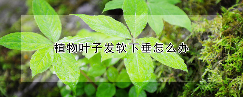 植物葉子發軟下垂怎麼辦