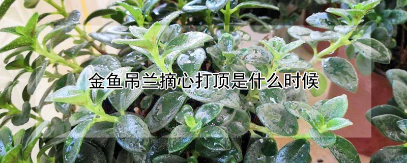 金魚吊蘭摘心打頂是什麼時候