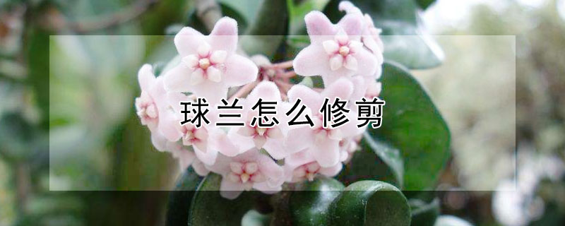 球蘭怎麼修剪
