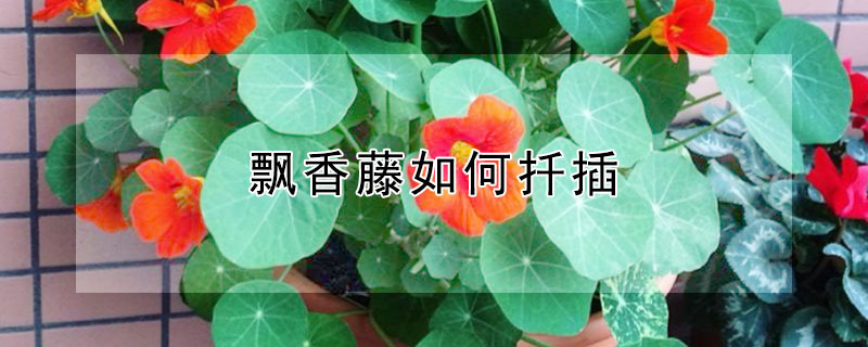 飄香藤如何扡插