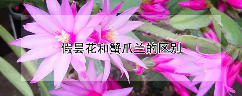 假曇花和蟹爪蘭的區別